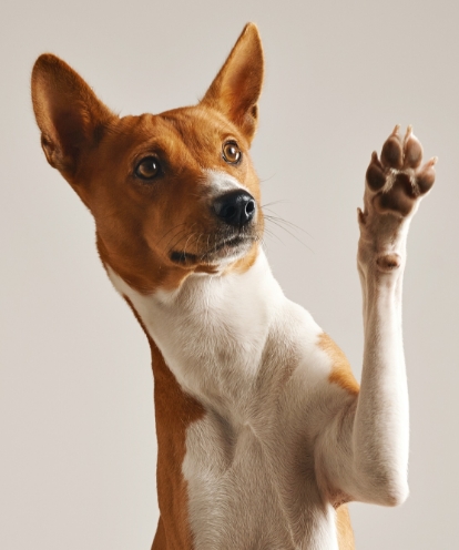 perro con la pata levantada