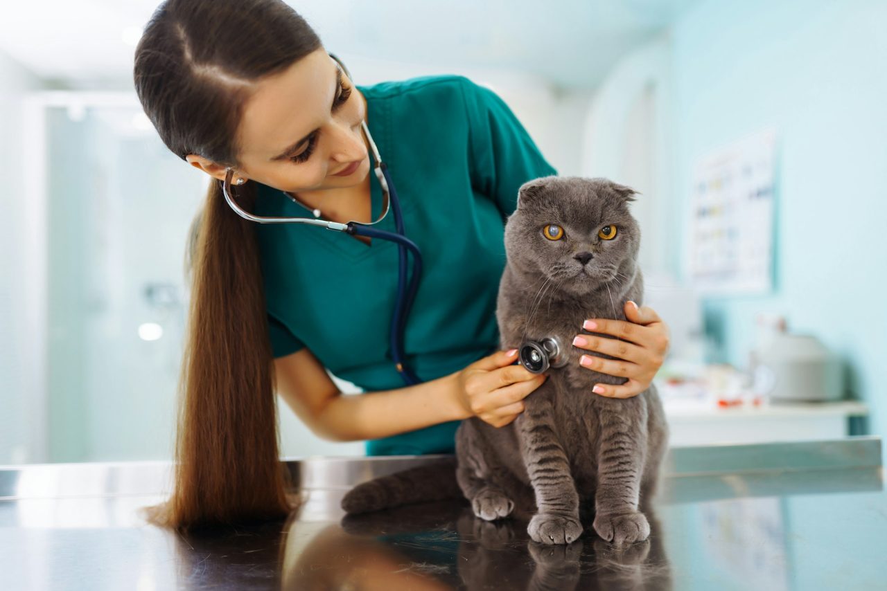 woman-veterinarian-examining-cat-on-table-in-veterinary-clinic-medicine-treatment-of-pets-.jpg